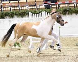 Deckhengst Mr. Obi-Wan MDH (Deutsches Reitpony, 2014, von FS Mr. Right)