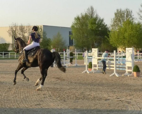 Reitturnier Langenau 2018