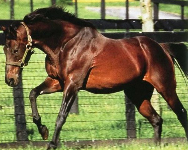 stallion Mr. Prospector xx (Thoroughbred, 1970, from Raise A Native xx)
