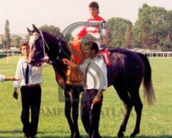 stallion George Thomas xx (Thoroughbred, 1987, from Godswalk xx)