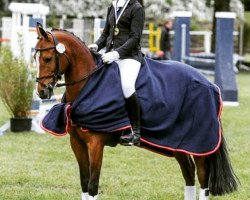 dressage horse My Fair Lady 95 (German Riding Pony, 2007, from Kraneveld's Igor)