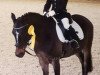 dressage horse Moritz 2183 (Pony without race description, 2002)