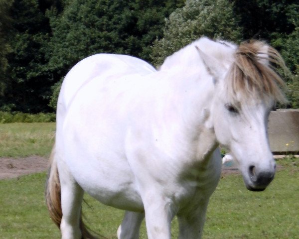 Zuchtstute Stüv´s Henriette (Fjordpferd, 2013, von Solbjør Borken)