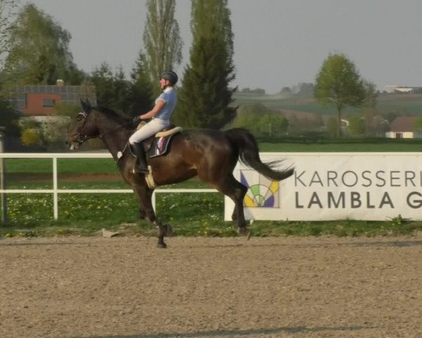 Reitturnier Langenau 2018