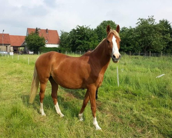 broodmare Nixe (German Riding Pony, 1998, from Nantano)