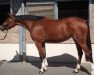 broodmare Cassiopeia JB (Westphalian, 2009, from Coronas 2)