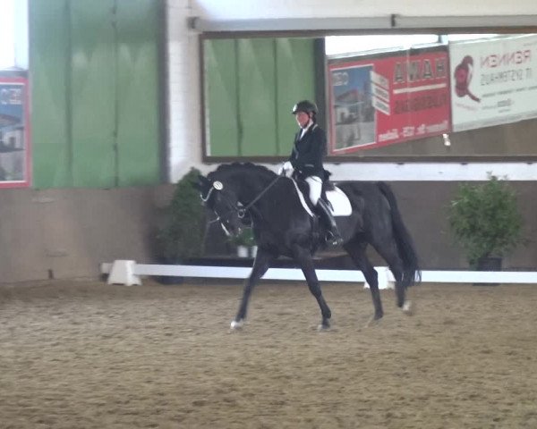 Reitturnier Jüchen-Waat 2018