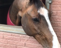 jumper Ezadermus Pp (KWPN (Royal Dutch Sporthorse), 2009, from Ad Unaniem)