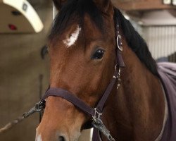 jumper Lastella 3 (German Warmblood, 2010, from Lone Star)