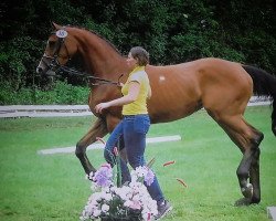 broodmare Comtessa (Hanoverian, 2014, from Comte)