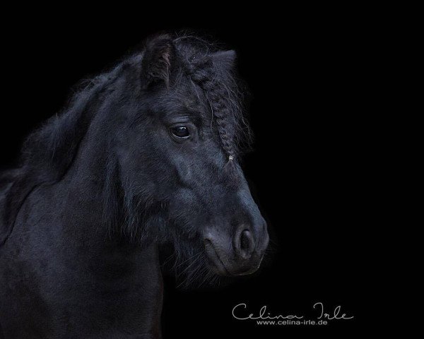 Zuchtstute Georgina van de Buitenweg (Shetland Pony, 2013, von Komeet van de Amstelhof)