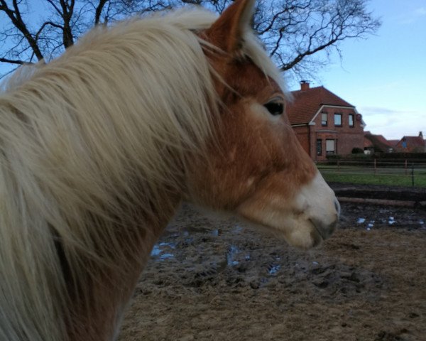 dressage horse Solero Mio (5,86% ox) (Edelbluthaflinger, 2016, from Sole Mio (4,69% ox))