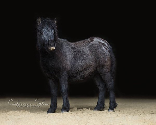 Pferd Georgies Little Surprise (Shetland B (über 107-117), 2017)