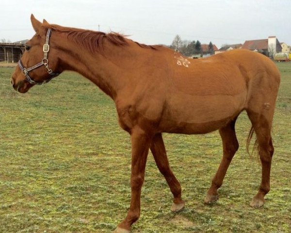 Pferd Sari 41 (Don-Pferd, 1986)