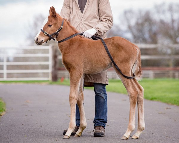 horse Hengst von Lope de Vega xx (Thoroughbred, 2017, from Lope De Vega xx)