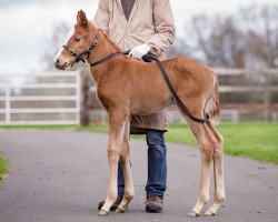 Pferd Hengst von Lope de Vega xx (Englisches Vollblut, 2017, von Lope De Vega xx)