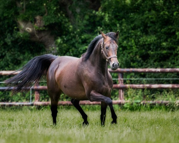 horse Via Manzoni xx (Thoroughbred, 2012, from Monsun xx)