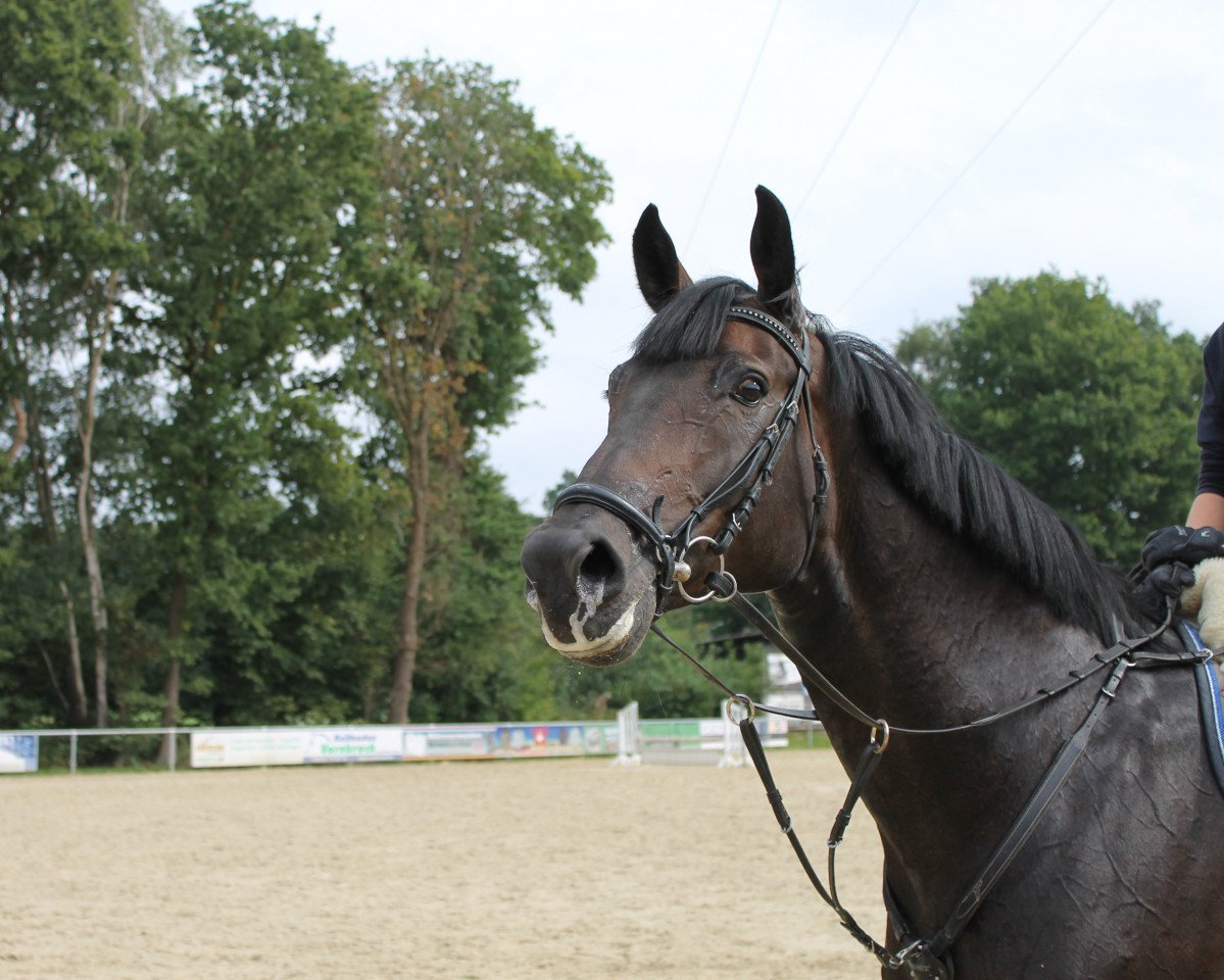 Springpferd Chardisha 2 (Holsteiner, 2007, von Acolord)