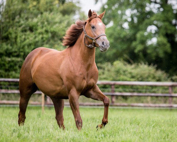 horse Via Pisa xx (Thoroughbred, 2012, from Pivotal xx)