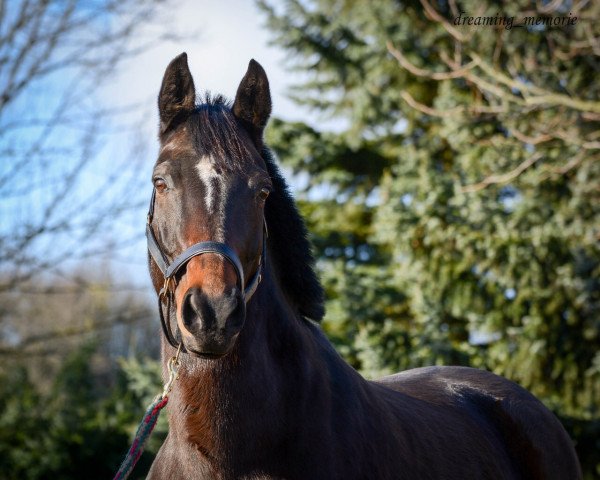 horse Tamara (German Riding Pony, 2006)