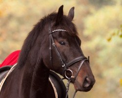 dressage horse Dante's Peak 19 (Oldenburg, 2009, from Danone 4)