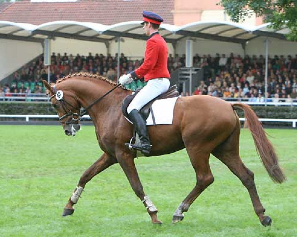 Deckhengst Labiat (Hannoveraner, 2004, von Le Primeur)