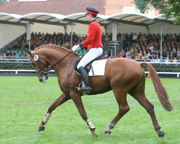 stallion Labiat (Hanoverian, 2004, from Le Primeur)