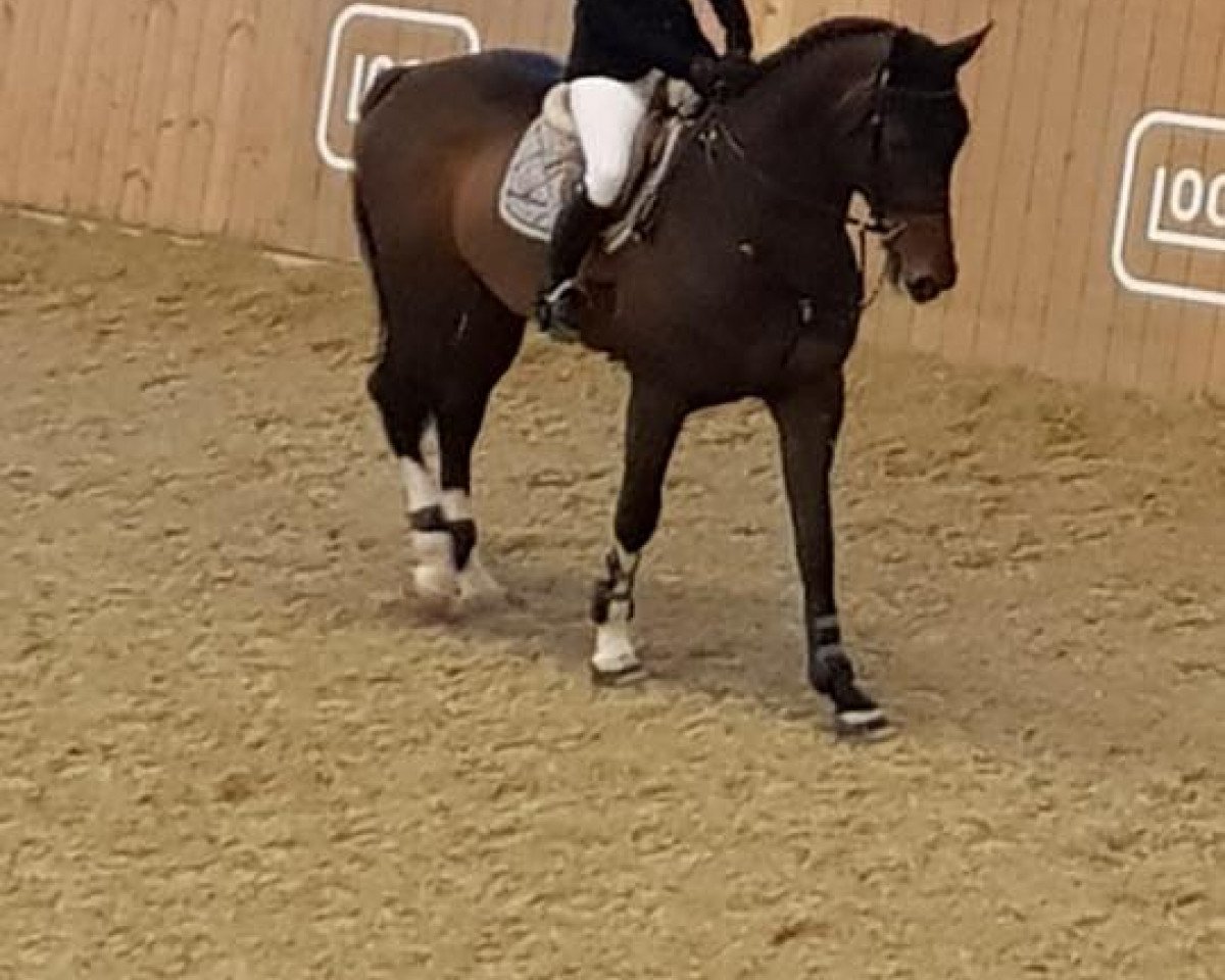 stallion Sterrehof's Great Blue (KWPN (Royal Dutch Sporthorse), 2011, from Plot Blue)