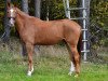 dressage horse Blazing Button (Hanoverian, 2013, from Beltano)