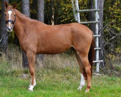 dressage horse Blazing Button (Hanoverian, 2013, from Beltano)