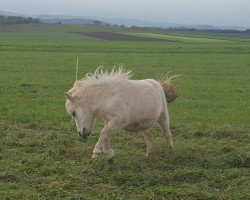 Pferd Linus von Abt (Dt.Part-bred Shetland Pony, 2016, von Lucky Four Links Goldstrike)