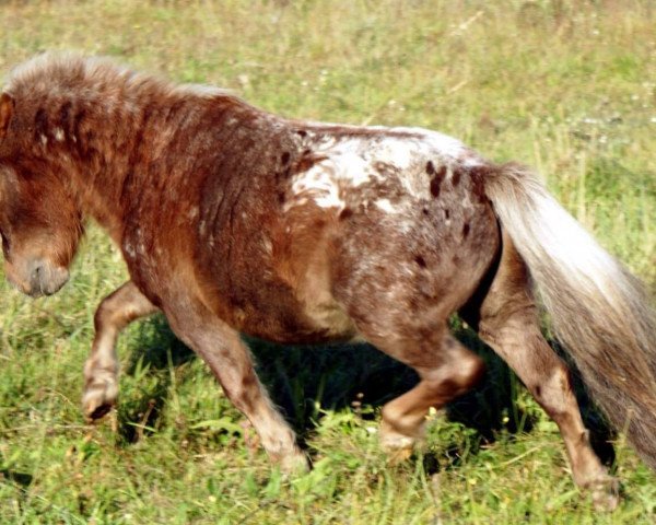 Pferd Mississippi (Dt.Part-bred Shetland Pony, 2007, von Mexx)