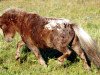 horse Mississippi (Dt.Part-bred Shetland pony, 2007, from Mexx)