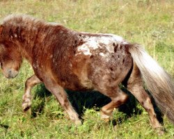 horse Mississippi (Dt.Part-bred Shetland pony, 2007, from Mexx)