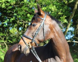 horse Crannog (German Warmblood, 2003, from Elvis)