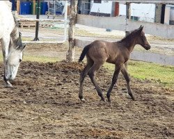 horse Hengst von Isfahan xx (Thoroughbred, 2018, from Isfahan xx)