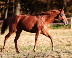 stallion Isfahan xx (Thoroughbred, 2013, from Lord of England xx)