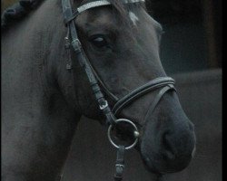 Springpferd Immentals Baltic Snooker (Deutsches Reitpony, 2005, von Baltic Dream)