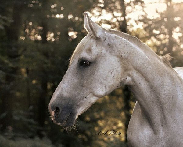 Zuchtstute Palona van de Kempenhoeve (Belgisches Warmblut, 1992, von Mont Royal xx)