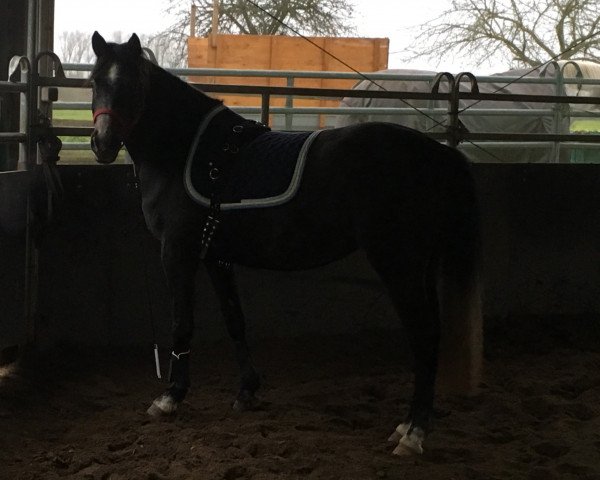 dressage horse Carolynah N (German Riding Pony, 2015, from Cocktailzauber)