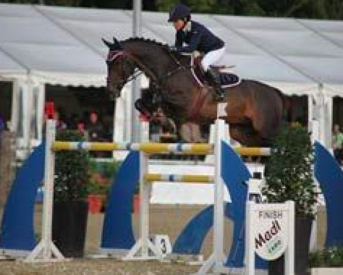 stallion Corat (Holsteiner, 1996, from Coronado I)