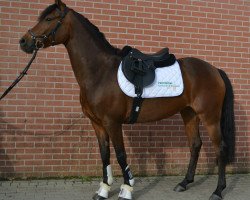 Springpferd Chloe 27 (Deutsches Reitpony, 2009, von Clooney AT)