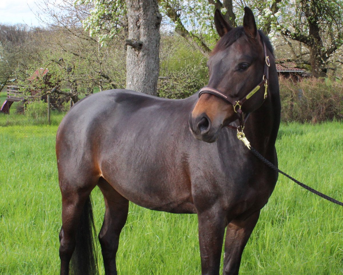 Dressurpferd Fifty Smile (Oldenburger, 2008, von Fifty Cent)