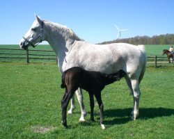 broodmare Dorina (Hanoverian, 1992, from Drosselklang II)