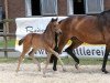 dressage horse For Rose (Hanoverian, 2017, from For Dance)