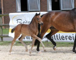 dressage horse For Rose (Hanoverian, 2017, from For Dance)