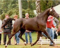 broodmare Amagranna (Oldenburg, 1990, from Grannus)