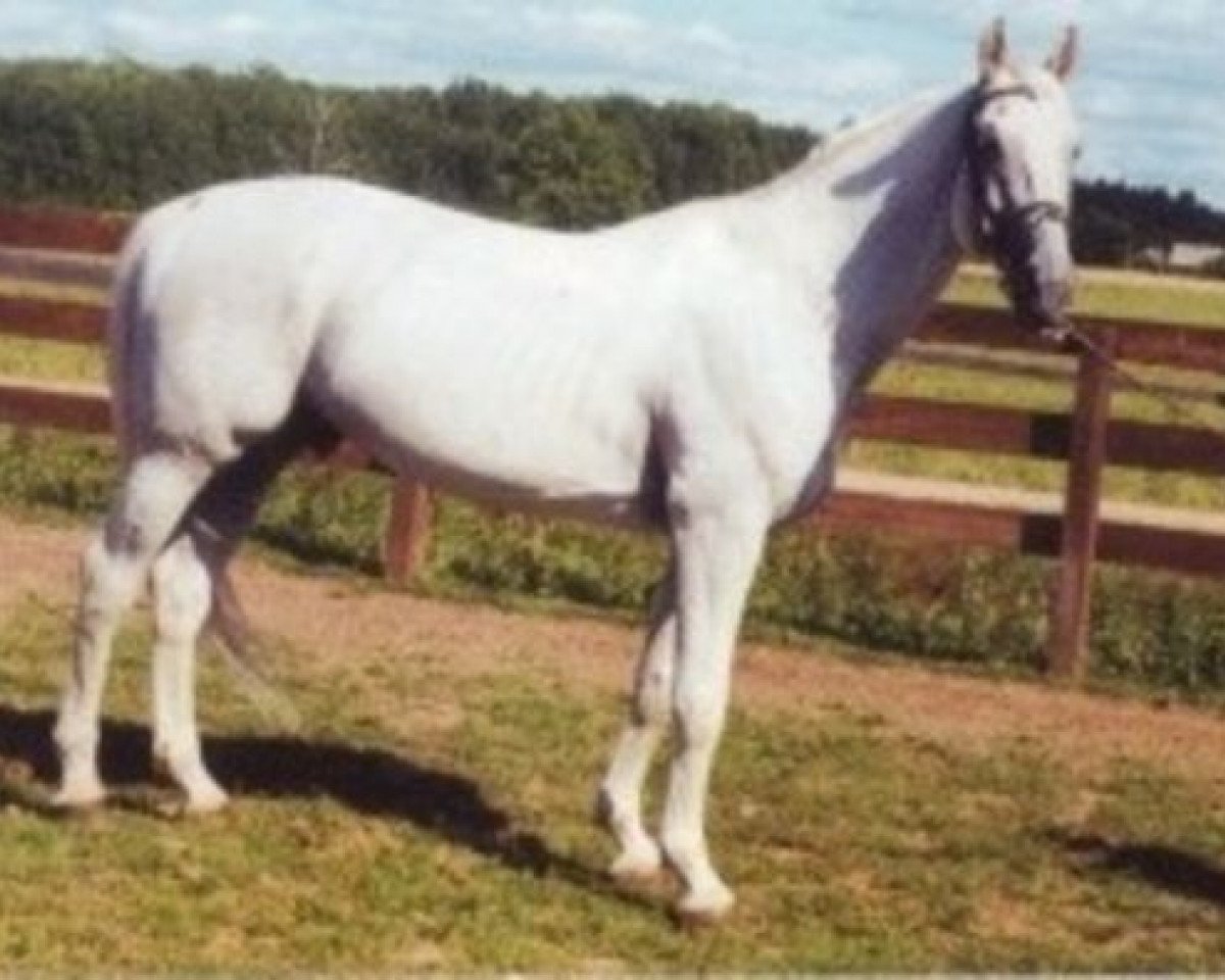 stallion Lear (Danish Warmblood, 1986, from Lagos)