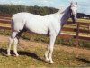 stallion Lear (Danish Warmblood, 1986, from Lagos)