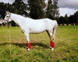 horse Lansere (Latvian Warmblood, 1999, from Lear)